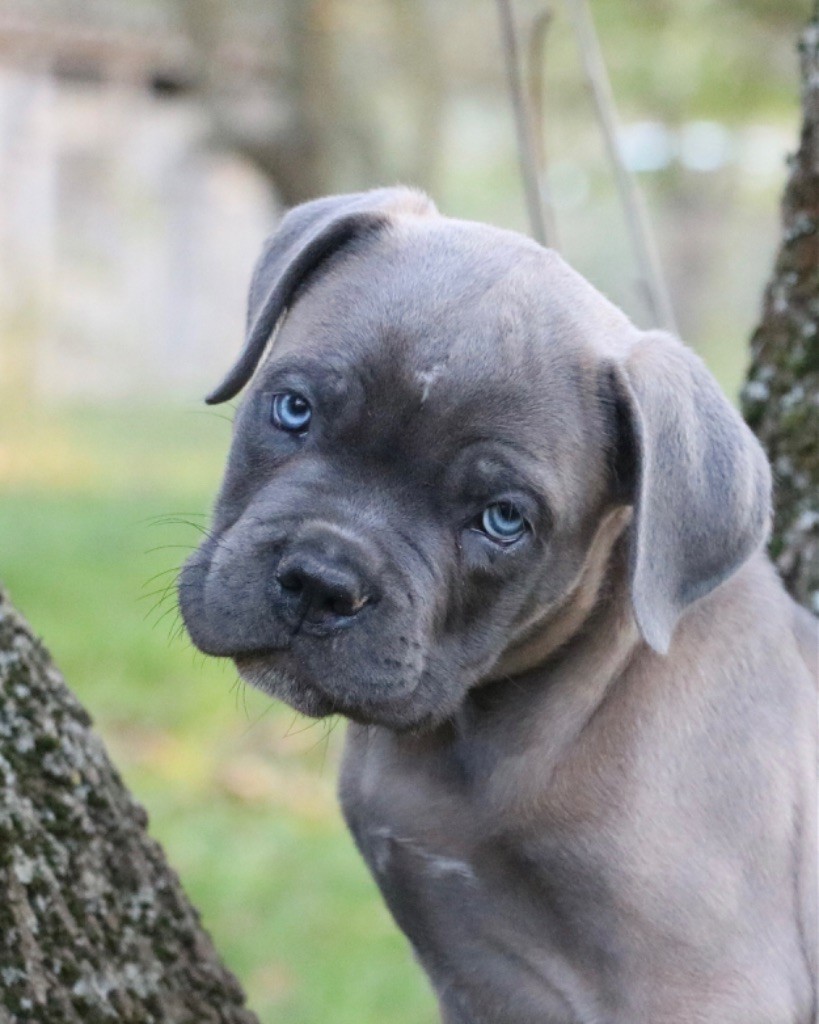 Dei Protettori Della Corona - Chiot disponible  - Cane Corso