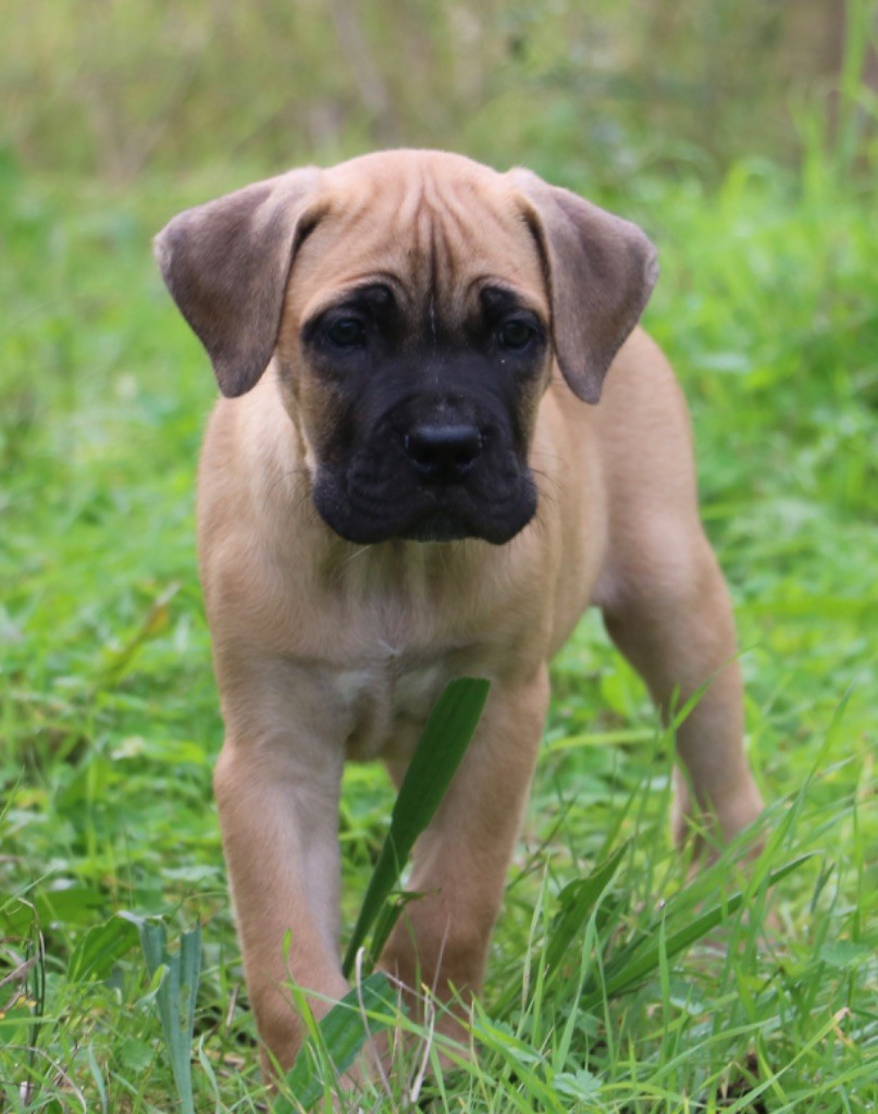 Dei Protettori Della Corona - Chiot disponible  - Cane Corso