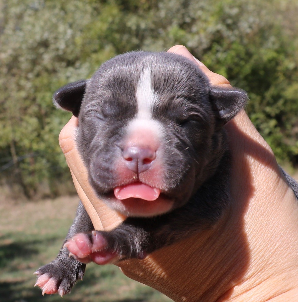 Dei Protettori Della Corona - Chiot disponible  - Cane Corso