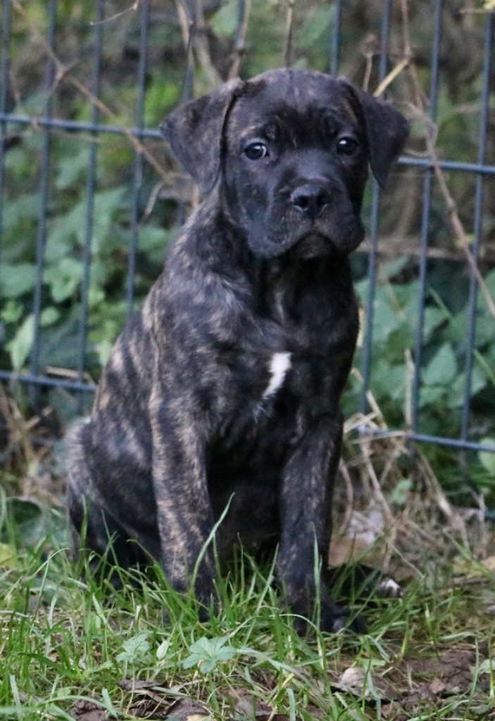 Dei Protettori Della Corona - Chiot disponible  - Cane Corso