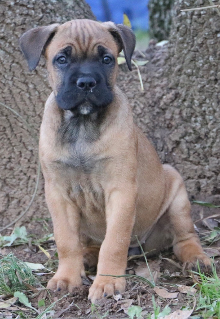 Dei Protettori Della Corona - Chiot disponible  - Cane Corso