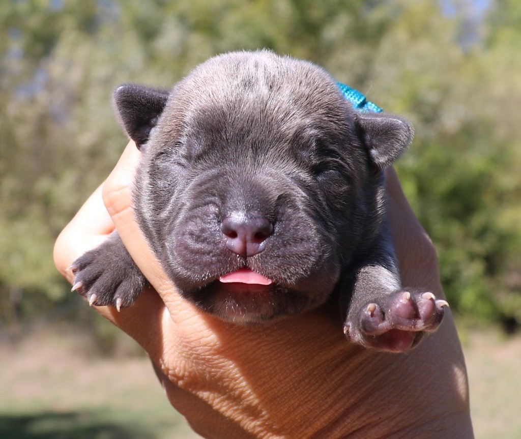 Dei Protettori Della Corona - Chiot disponible  - Cane Corso