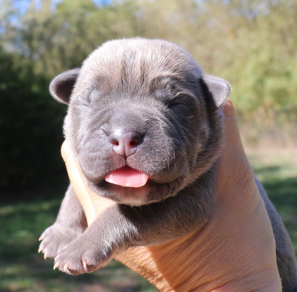 Dei Protettori Della Corona - Chiot disponible  - Cane Corso