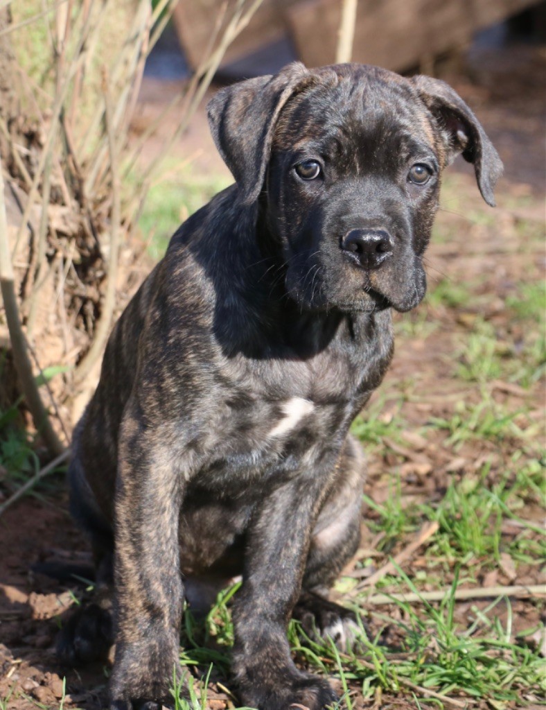 Dei Protettori Della Corona - Chiot disponible  - Cane Corso