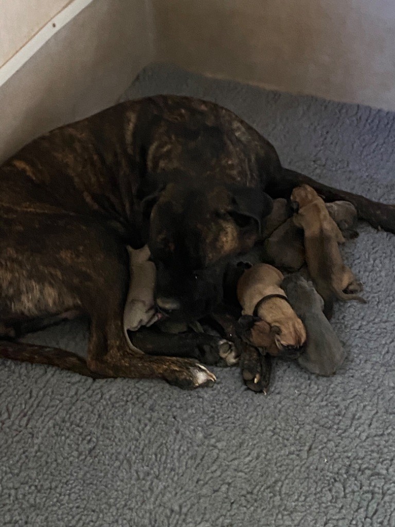 chiot Cane Corso Dei Protettori Della Corona