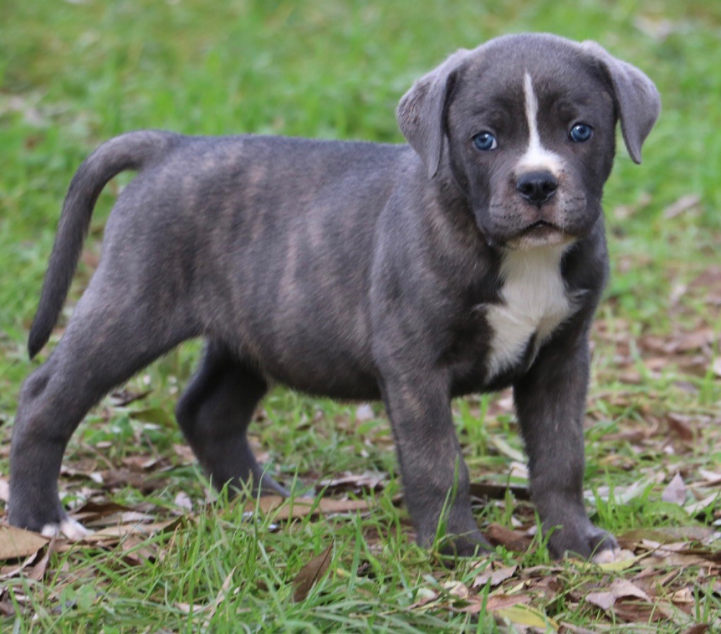 Dei Protettori Della Corona - Chiot disponible  - Cane Corso