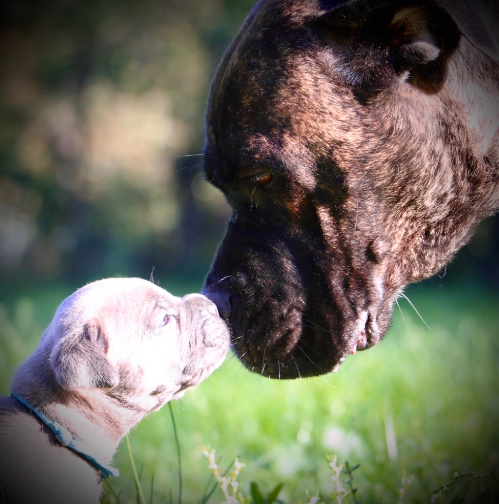 chiot Cane Corso Dei Protettori Della Corona