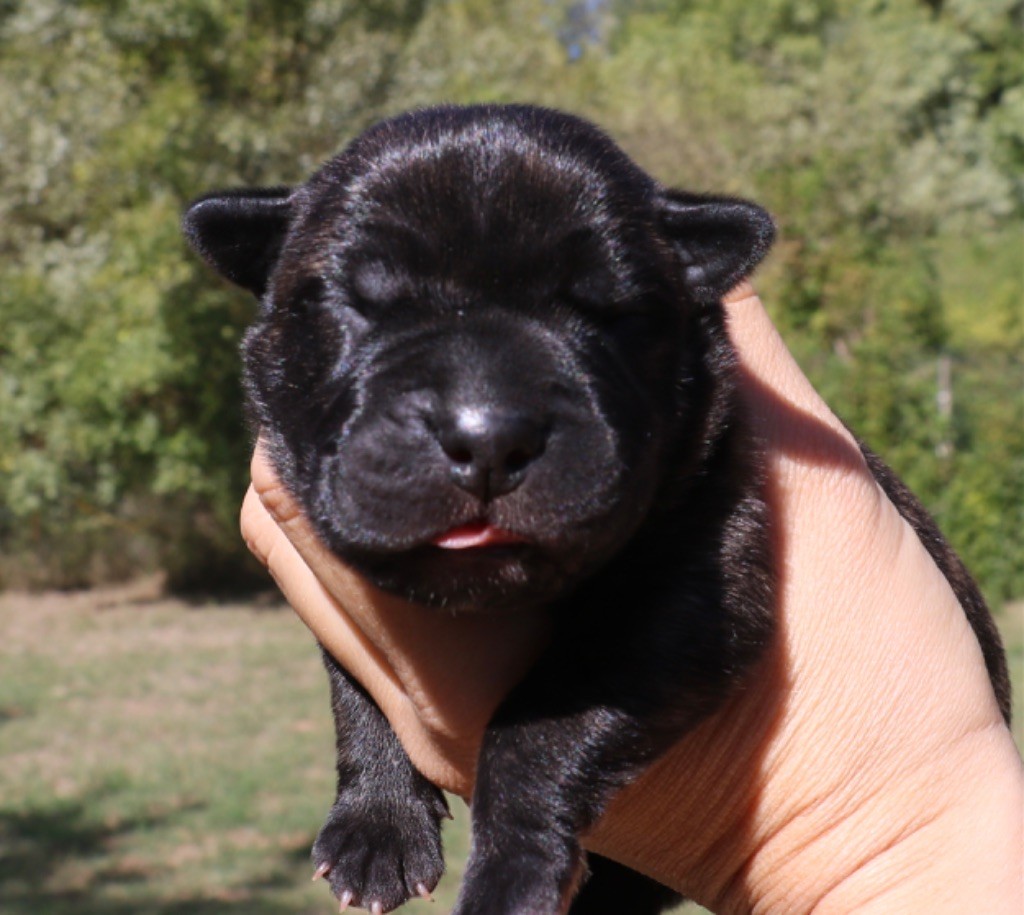 Dei Protettori Della Corona - Chiot disponible  - Cane Corso