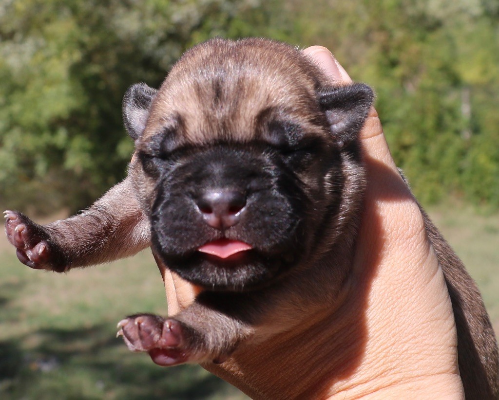 Dei Protettori Della Corona - Chiot disponible  - Cane Corso