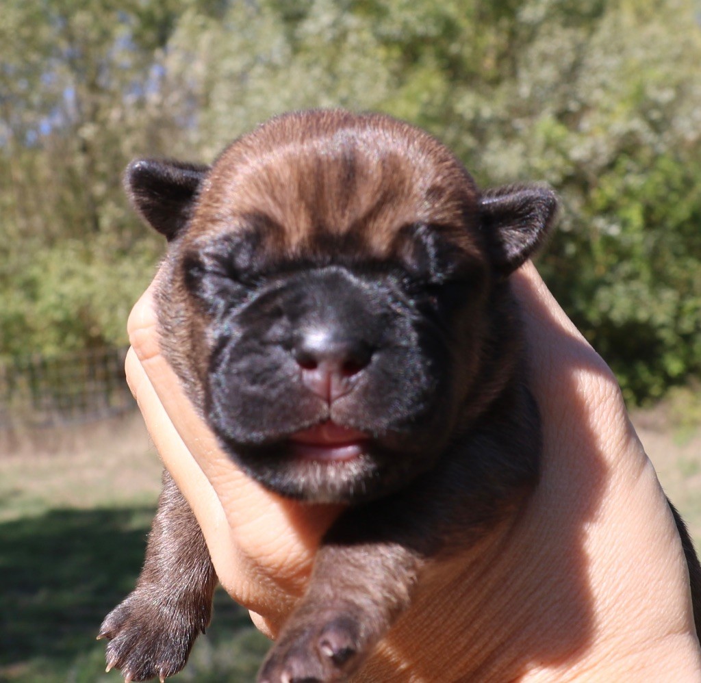 Dei Protettori Della Corona - Chiot disponible  - Cane Corso