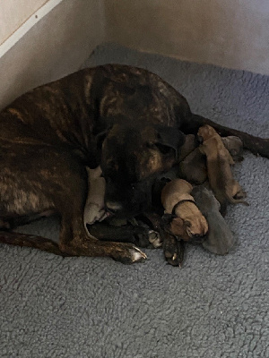 Dei Protettori Della Corona - Cane Corso - Portée née le 12/09/2024