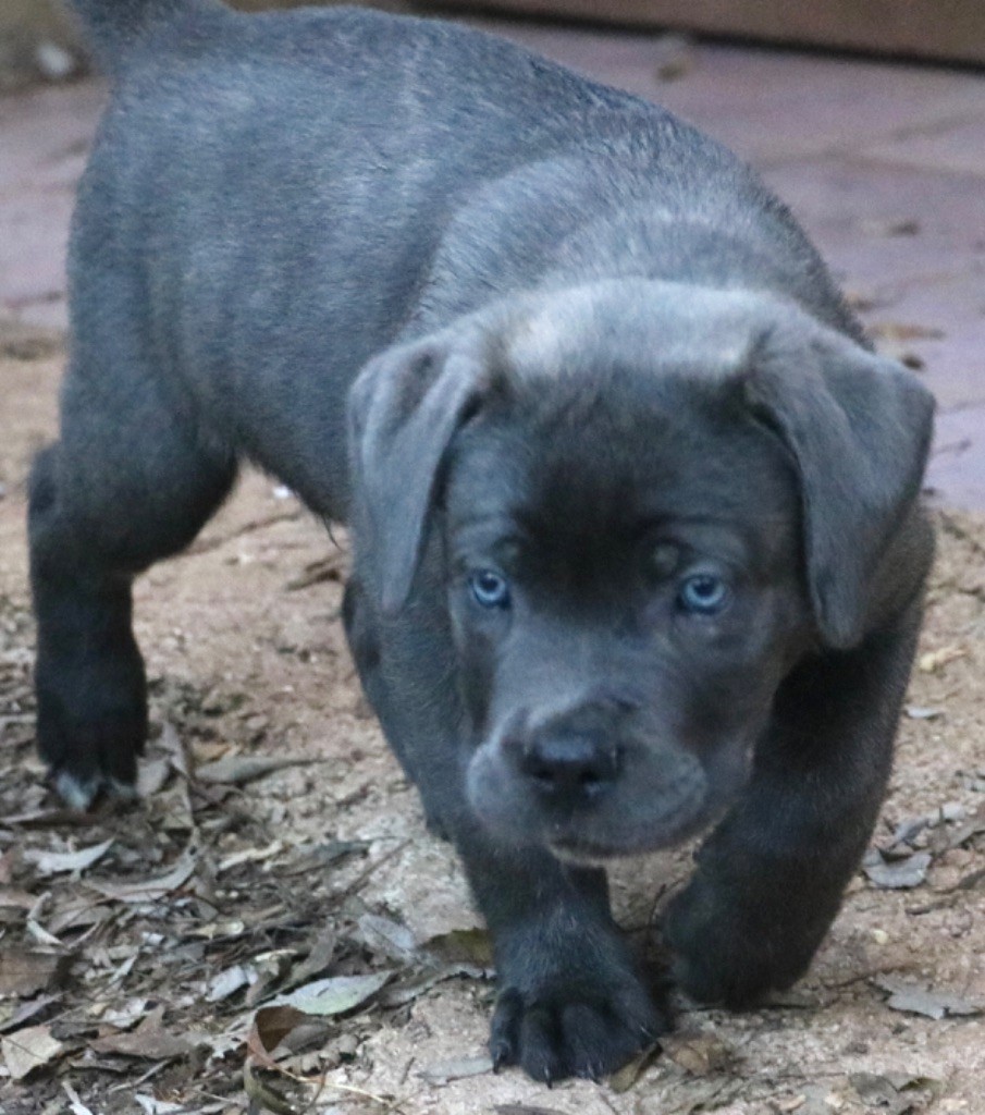 Dei Protettori Della Corona - Chiot disponible  - Cane Corso