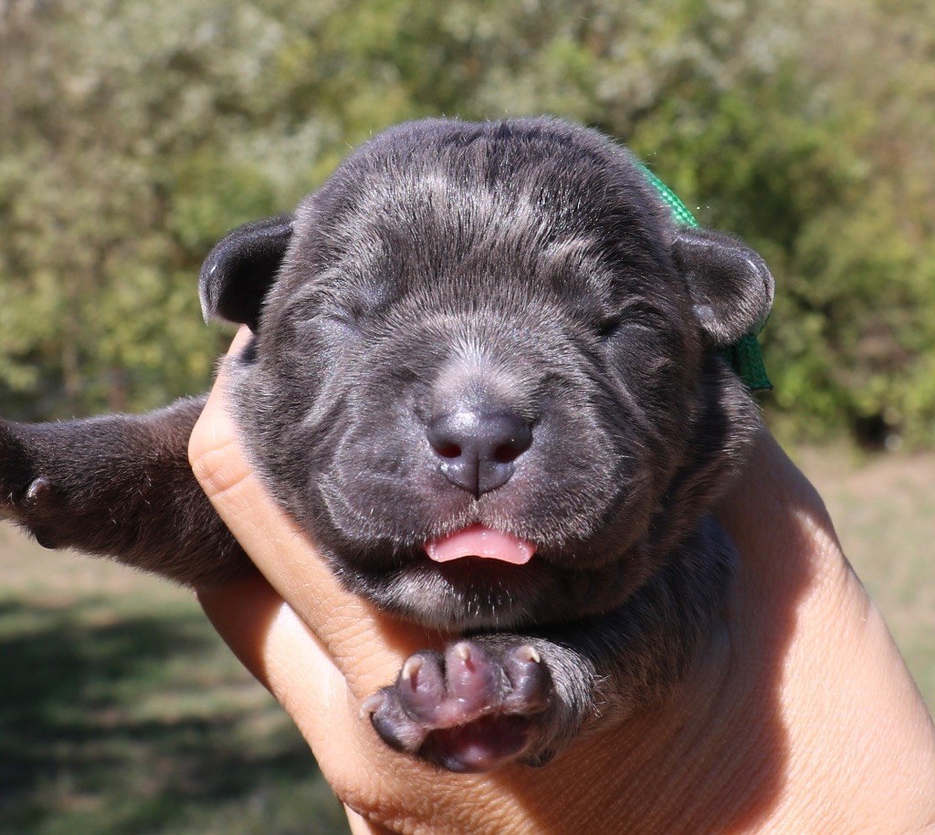 Dei Protettori Della Corona - Chiot disponible  - Cane Corso