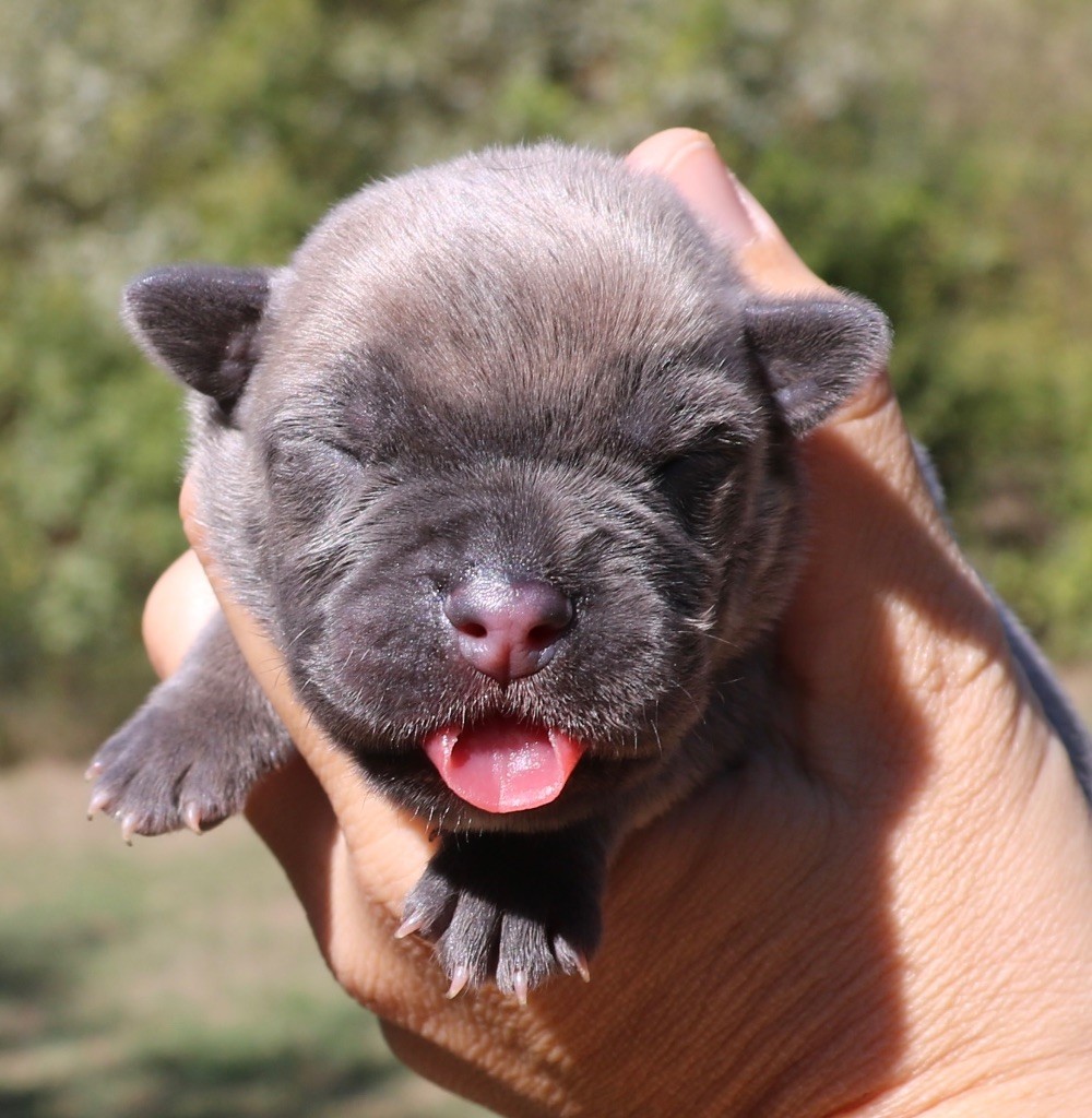 Dei Protettori Della Corona - Chiot disponible  - Cane Corso