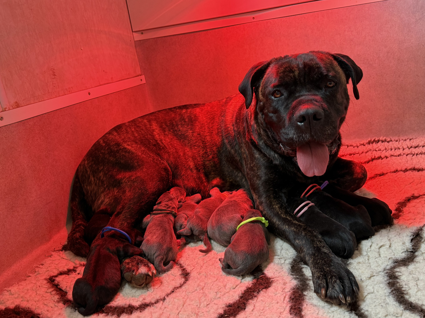 Dei Protettori Della Corona - Cane Corso - Portée née le 25/02/2026