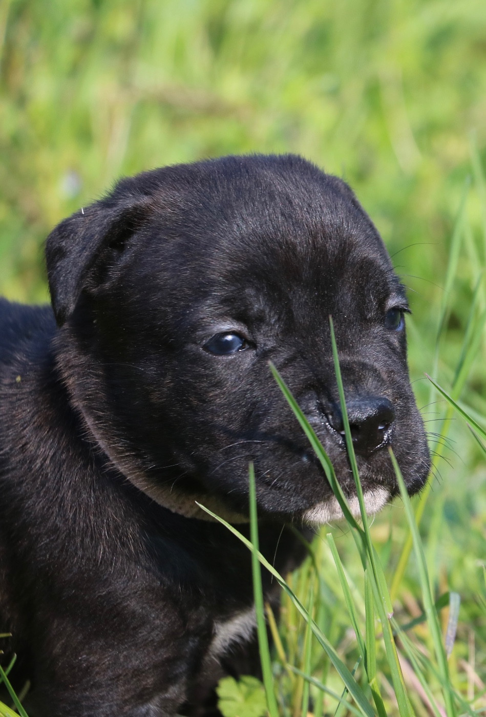 Dei Protettori Della Corona - Chiots disponibles - Cane Corso