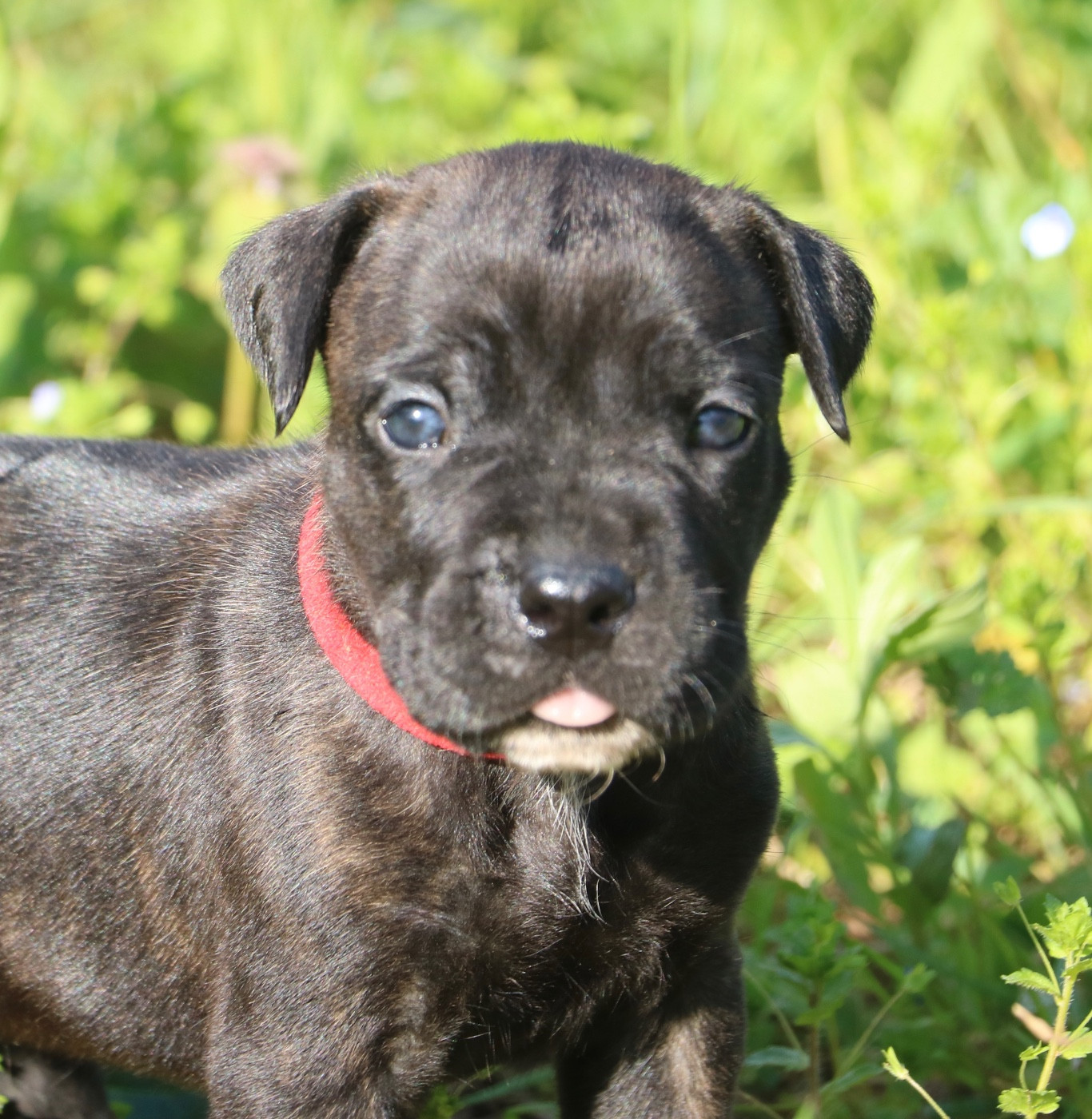 Dei Protettori Della Corona - Chiots disponibles - Cane Corso