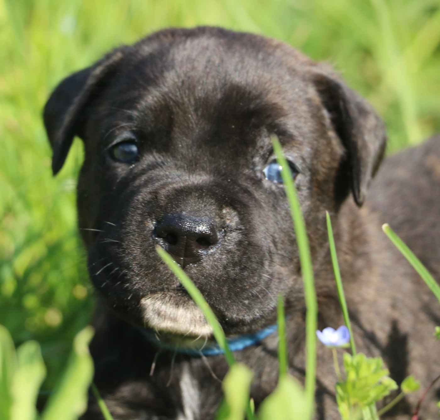 Dei Protettori Della Corona - Chiots disponibles - Cane Corso