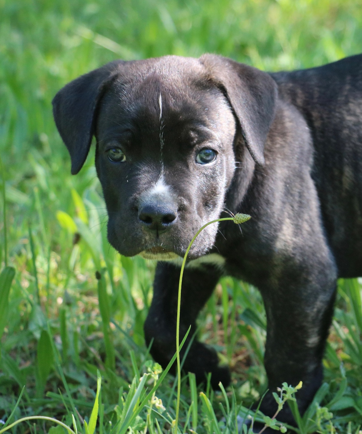 Dei Protettori Della Corona - Chiots disponibles - Cane Corso