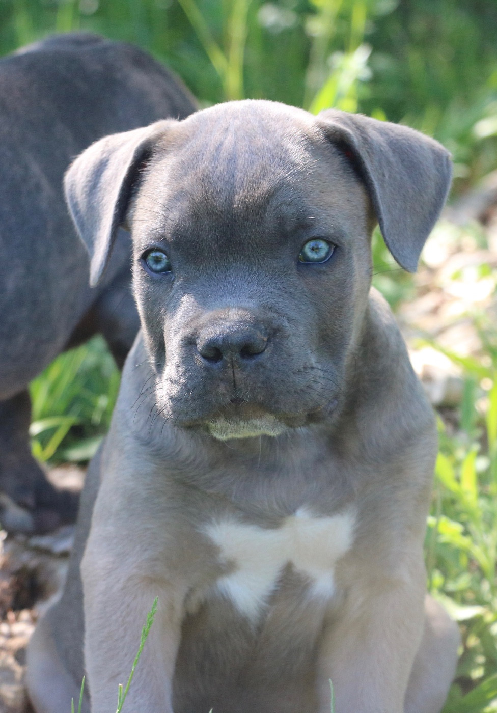 Dei Protettori Della Corona - Chiots disponibles - Cane Corso