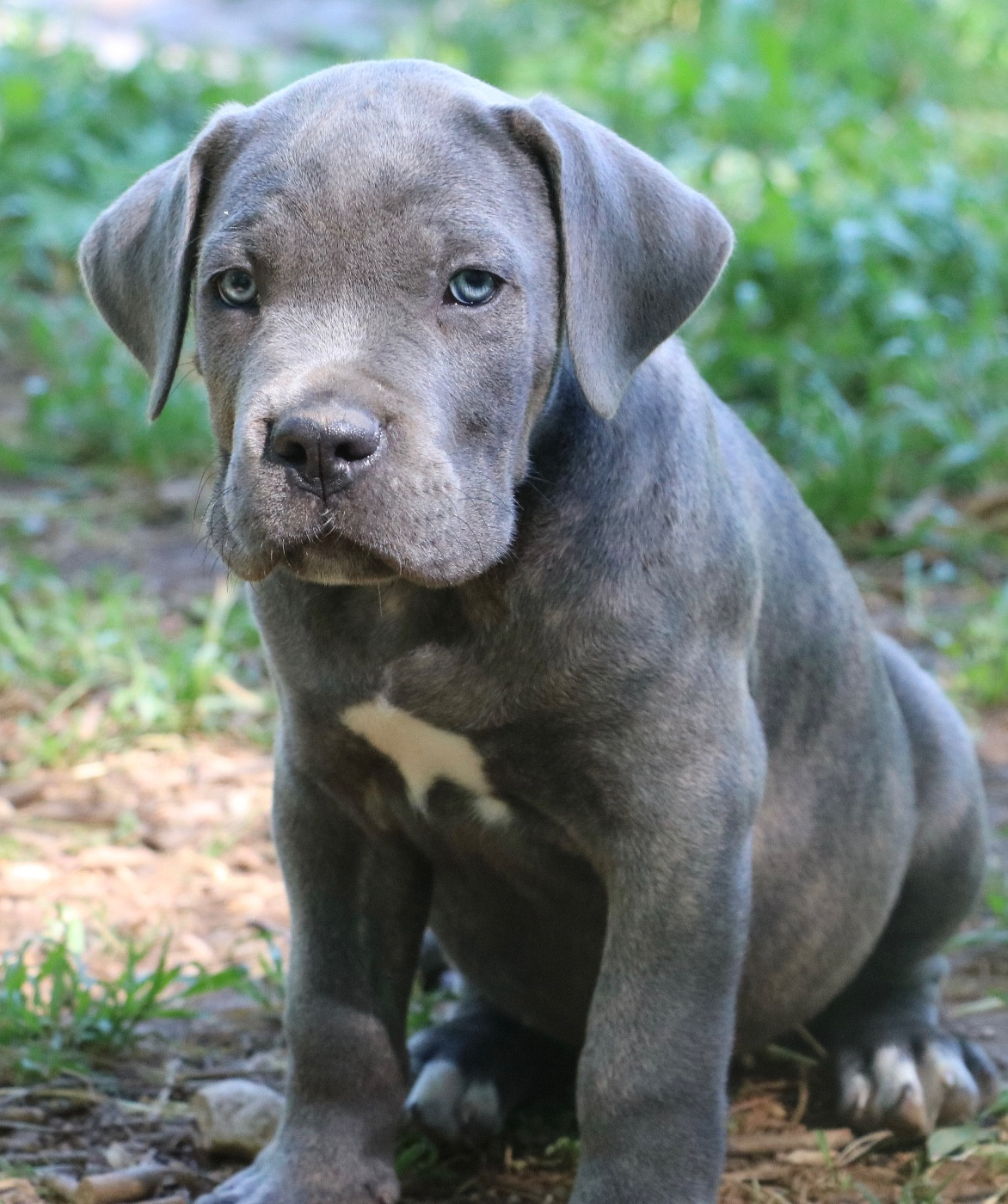 Dei Protettori Della Corona - Chiots disponibles - Cane Corso