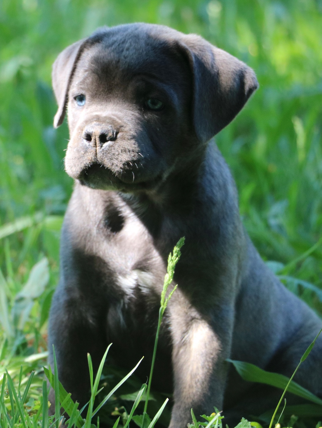 Dei Protettori Della Corona - Chiots disponibles - Cane Corso
