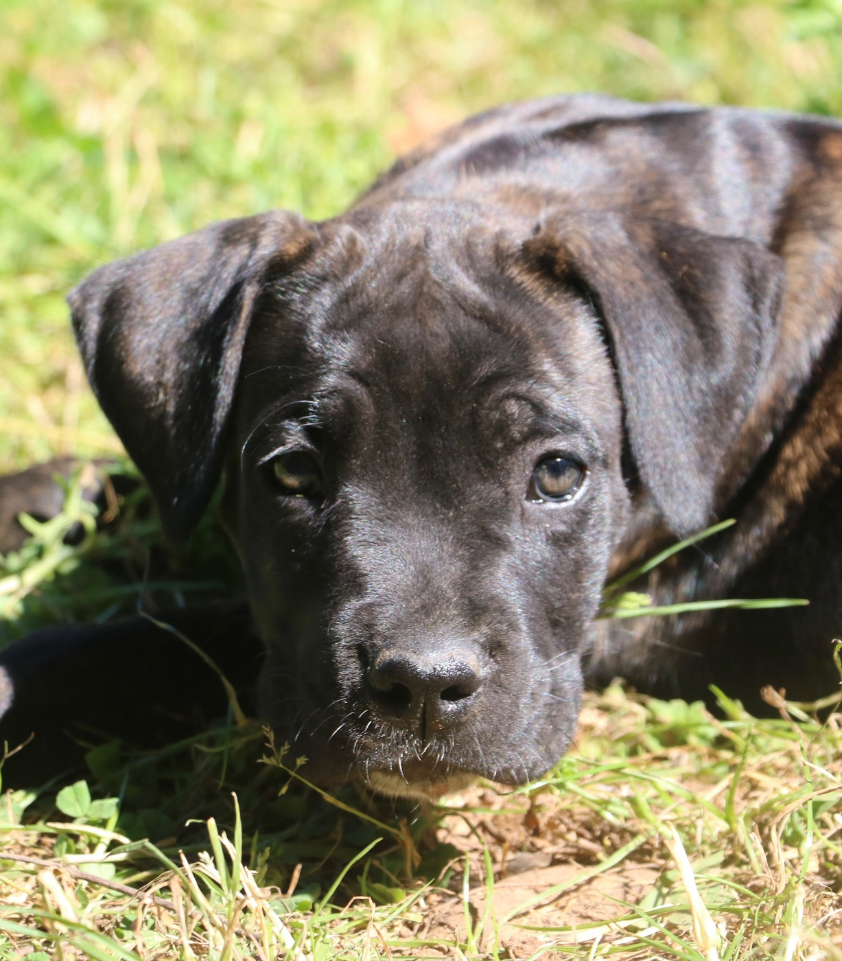 Dei Protettori Della Corona - Chiots disponibles - Cane Corso