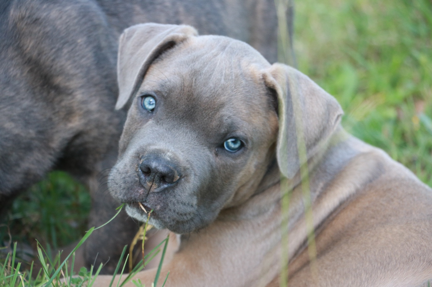 Dei Protettori Della Corona - Chiots disponibles - Cane Corso