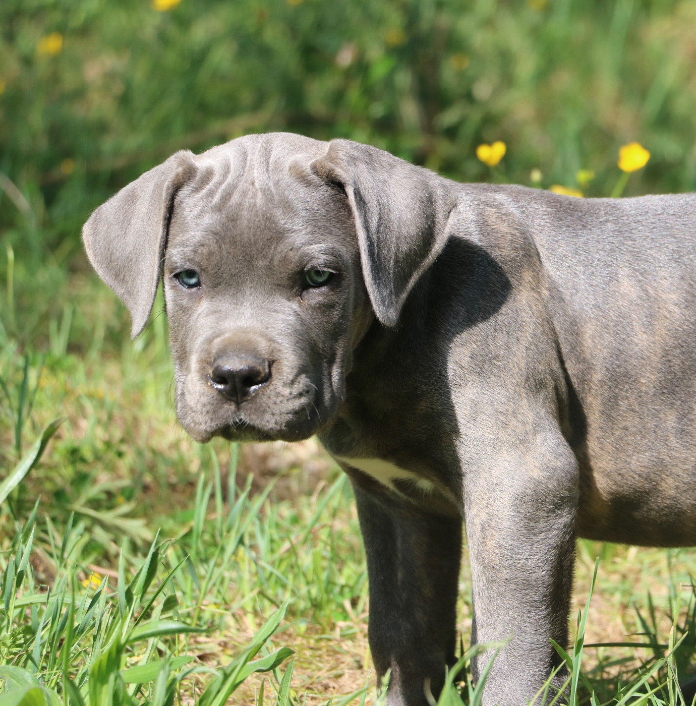 Dei Protettori Della Corona - Chiots disponibles - Cane Corso