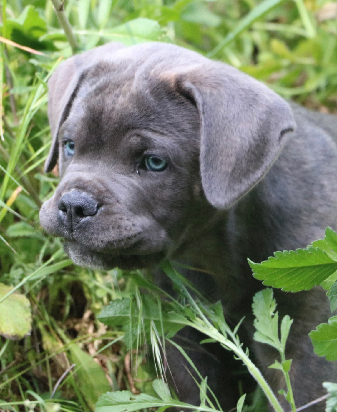 Dei Protettori Della Corona - Chiots disponibles - Cane Corso