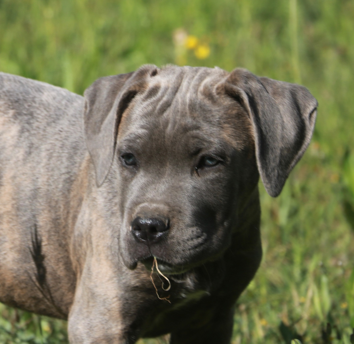 Dei Protettori Della Corona - Chiots disponibles - Cane Corso