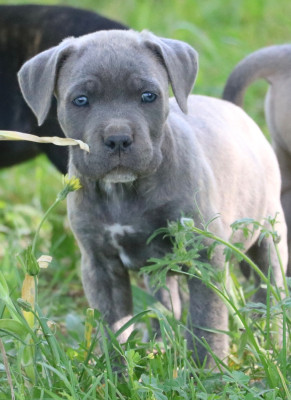 BLUEBELLE