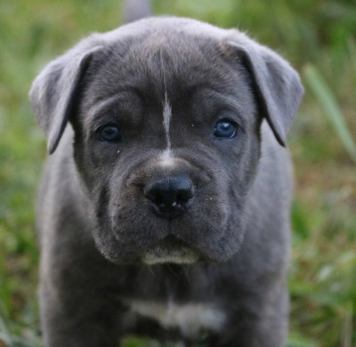 BUSTER